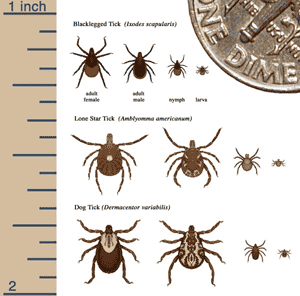 Tick size